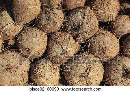 Coconuts (Cocos nucifera) View Large Photo Image Stock Image - Coconuts (Cocos nucifera). Fotosearch