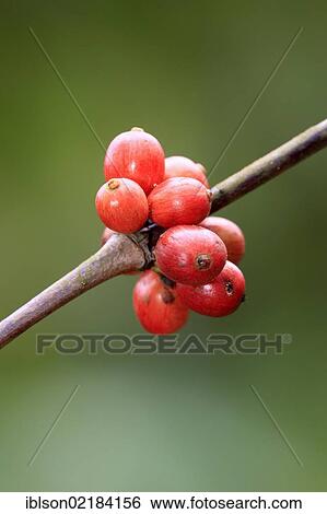 Coffee (Coffea arabica), fruit, coffee tree, Nosy Be, Madagascar, Africa View Large Photo Image Stock Photograph - Coffee (Coffea arabica), fruit, coffee tree, Nosy Be, Madagascar, Africa. Fotosearch