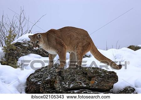 puma neve puma neve