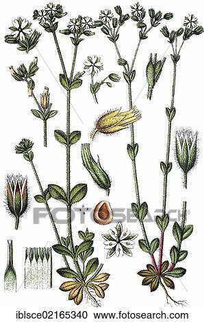 Coiled Chickweed (Minuartia glomerata), left, Lean Chickweed (Minuartia brachypetala), right, medicinal plant, useful plant, chromolithograph, circa 1790 View Large Photo Image Stock Image - Coiled Chickweed (Minuartia glomerata), left, Lean Chickweed (Minuartia brachypetala), right, medicinal plant, useful plant, chromolithograph, circa 1790. Fotosearch