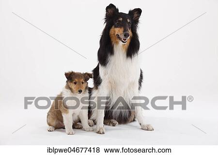 Collie, bitch with puppy, 8 weeks, sitting next to each other View Large Photo Image Stock Photo - Collie, bitch with puppy, 8 weeks, sitting next to each other. Fotosearch