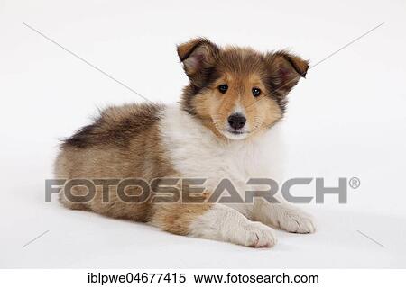 Collie, puppy, 8 weeks, sable-white, lying, view into the camera View Large Photo Image Stock Photography - Collie, puppy, 8 weeks, sable-white, lying, view into the camera. Fotosearch