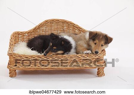 Collie, two puppies, 8 weeks, lying in the dog's sofa View Large Photo Image Stock Photo - Collie, two puppies, 8 weeks, lying in the dog's sofa. Fotosearch