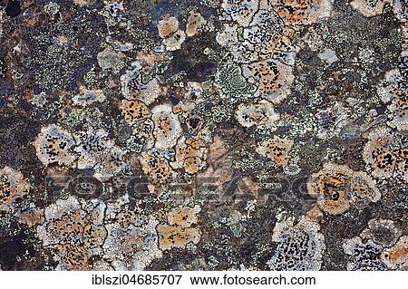 Stock Photo - Colourful lichens on rock, East Iceland, Iceland, Europe. Fotosearch