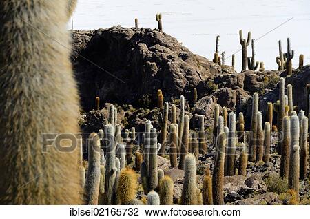 Columnar Cacti (Echinopsis atacamensis) in front of a salt lake, Uyuni, Bolivia, South America View Large Photo Image Stock Image - Columnar Cacti (Echinopsis atacamensis) in front of a salt lake, Uyuni, Bolivia, South America. Fotosearch