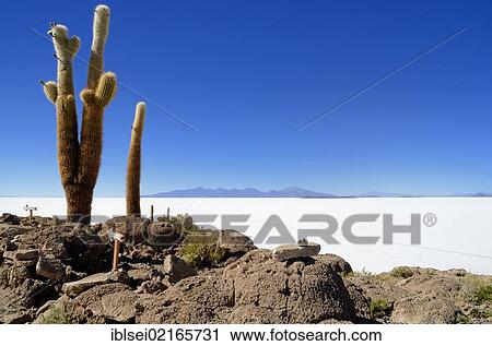 Columnar Cactus (Echinopsis atacamensis) in front of a salt lake, Uyuni, Bolivia, South America View Large Photo Image Stock Image - Columnar Cactus (Echinopsis atacamensis) in front of a salt lake, Uyuni, Bolivia, South America. Fotosearch