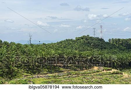 Commercial plantations with African oil palms ( Elaeis guineensis) have displaced the original tropical rainforest, Sabah, Borneo, Malaysia, Asia View Large Photo Image Picture - Commercial plantations with African oil palms ( Elaeis guineensis) have displaced the original tropical rainforest, Sabah, Borneo, Malaysia, Asia. Fotosearch