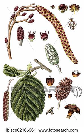 Common Alder (Alnus glutinosa), medicinal and useful plant, chromolithograph, circa 1790 View Large Photo Image Stock Image - Common Alder (Alnus glutinosa), medicinal and useful plant, chromolithograph, circa 1790. Fotosearch