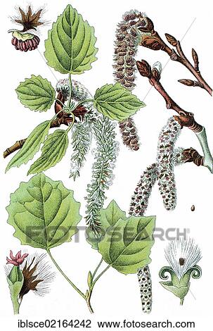 Common aspen, Eurasian aspen (Populus tremula), medicinal plant, crop plant, chromolithography, about 1870 View Large Photo Image Stock Image - Common aspen, Eurasian aspen (Populus tremula), medicinal plant, crop plant, chromolithography, about 1870. Fotosearch