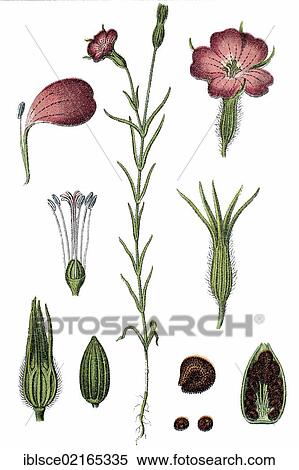Common Corncockle (Agrostemma githago), medicinal plant, useful plant, chromolithograph, circa 1790 View Large Photo Image Stock Photography - Common Corncockle (Agrostemma githago), medicinal plant, useful plant, chromolithograph, circa 1790. Fotosearch