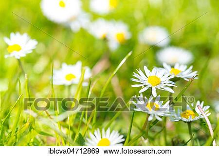 Common daisy (Bellis perennis) in a meadow, Germany, Europe View Large Photo Image Stock Photo - Common daisy (Bellis perennis) in a meadow, Germany, Europe. Fotosearch