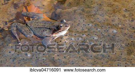 Common frog (Rana temporaria) between Laich in a pond, Ilsenburg (Harz), Nordharz, Saxony-Anhalt, Germany, Europe View Large Photo Image Stock Image - Common frog (Rana temporaria) between Laich in a pond, Ilsenburg (Harz), Nordharz, Saxony-Anhalt, Germany, Europe. Fotosearch