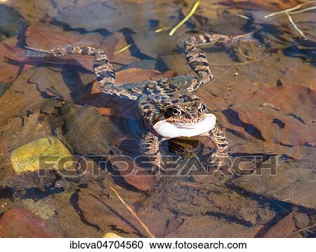 Common frog (Rana temporaria) quacking in a pond, Ilsenburg (Harz), Nordharz, Saxony-Anhalt, Germany, Europe View Large Photo Image Stock Image - Common frog (Rana temporaria) quacking in a pond, Ilsenburg (Harz), Nordharz, Saxony-Anhalt, Germany, Europe. Fotosearch