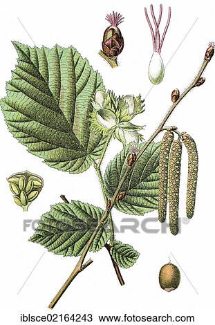 Common hazel (Corylus avellana), medicinal plant, crop plant, chromolithography, about 1870 View Large Photo Image Stock Image - Common hazel (Corylus avellana), medicinal plant, crop plant, chromolithography, about 1870. Fotosearch