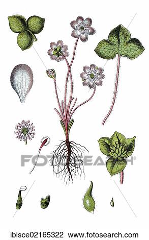 Common Hepatica or Liverwort (Anemone hepatica), medicinal plant, useful plant, chromolithograph, circa 1790 View Large Photo Image Stock Image - Common Hepatica or Liverwort (Anemone hepatica), medicinal plant, useful plant, chromolithograph, circa 1790. Fotosearch