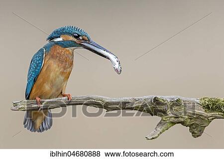 Stock Photo - Common kingfisher (Alcedo atthis), male with a fish as bridal gift on a branch, Biosphere Reserve Middle Elbe, Saxony-Anhalt, Germany, Europe. Fotosearch