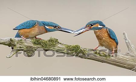 Common kingfisher (Alcedo atthis), couple giving the fish as a bridal gift, Biosphere Reserve Mittelelbe, Saxony-Anhalt, Germany, Europe View Large Photo Image Stock Image - Common kingfisher (Alcedo atthis), couple giving the fish as a bridal gift, Biosphere Reserve Mittelelbe, Saxony-Anhalt, Germany, Europe. Fotosearch
