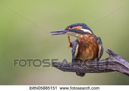 Common kingfisher ( Alcedo atthis) Plumage cleaning, young bird, Middle Elbe Biosphere Reserve, Saxony-Anhalt, Germany, Europe View Large Photo Image Stock Image - Common kingfisher ( Alcedo atthis) Plumage cleaning, young bird, Middle Elbe Biosphere Reserve, Saxony-Anhalt, Germany, Europe. Fotosearch
