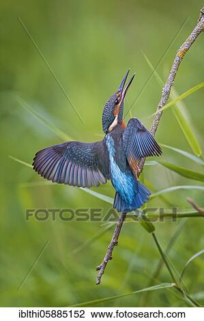 Common kingfisher ( Alcedo atthis) Young bird fighting, Middle Elbe Biosphere Reserve, Saxony-Anhalt, Germany, Europe View Large Photo Image Stock Image - Common kingfisher ( Alcedo atthis) Young bird fighting, Middle Elbe Biosphere Reserve, Saxony-Anhalt, Germany, Europe. Fotosearch
