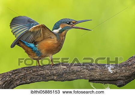 Common kingfisher ( Alcedo atthis) Young bird fighting, Middle Elbe Biosphere Reserve, Saxony-Anhalt, Germany, Europe View Large Photo Image Stock Image - Common kingfisher ( Alcedo atthis) Young bird fighting, Middle Elbe Biosphere Reserve, Saxony-Anhalt, Germany, Europe. Fotosearch