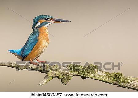 Stock Photo - Common kingfisher (Alcedo atthis), female sitting on a branch, Biosphere Reserve Middle Elbe, Saxony-Anhalt, Germany, Europe. Fotosearch