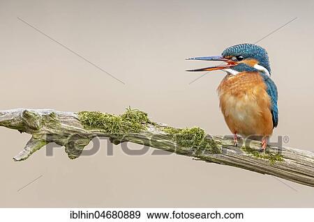 Common kingfisher (Alcedo atthis), female sitting on a branch, Biosphere Reserve Middle Elbe, Saxony-Anhalt, Germany, Europe View Large Photo Image Stock Photo - Common kingfisher (Alcedo atthis), female sitting on a branch, Biosphere Reserve Middle Elbe, Saxony-Anhalt, Germany, Europe. Fotosearch