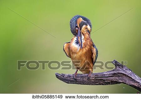 Common kingfisher ( Alcedo atthis) Plumage cleaning, young bird, Middle Elbe Biosphere Reserve, Saxony-Anhalt, Germany, Europe View Large Photo Image Stock Photo - Common kingfisher ( Alcedo atthis) Plumage cleaning, young bird, Middle Elbe Biosphere Reserve, Saxony-Anhalt, Germany, Europe. Fotosearch