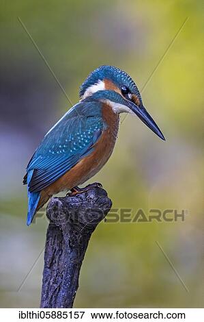 Common kingfisher (Alcedo atthis), Middle Elbe Biosphere Reserve, Saxony-Anhalt, Germany, Europe View Large Photo Image Stock Photo - Common kingfisher (Alcedo atthis), Middle Elbe Biosphere Reserve, Saxony-Anhalt, Germany, Europe. Fotosearch