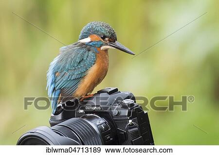 Stock Photo - Common kingfisher (Alcedo atthis), male, sitting on camera, Hesse, Germany, Europe. Fotosearch