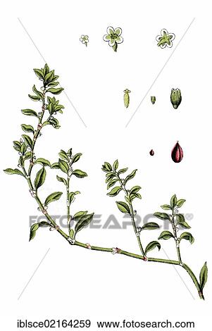 Common Knotgrass (Polygonum aviculare), medicinal plant, useful plant, chromolithography, circa 1870 View Large Photo Image Stock Photo - Common Knotgrass (Polygonum aviculare), medicinal plant, useful plant, chromolithography, circa 1870. Fotosearch