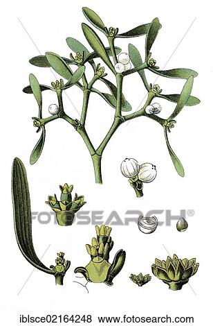Common Mistletoe (Viscum album), medicinal plant, useful plant, chromolithography, circa 1870 View Large Photo Image Stock Photo - Common Mistletoe (Viscum album), medicinal plant, useful plant, chromolithography, circa 1870. Fotosearch