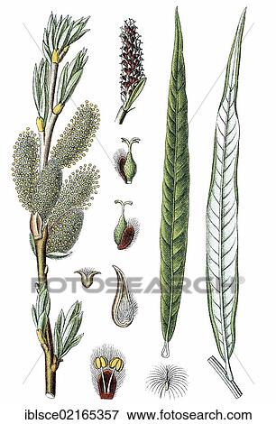 Common Osier or Basket Willow (Salix viminalis), medicinal plant, useful plant, chromolithograph, circa 1790 View Large Photo Image Stock Photo - Common Osier or Basket Willow (Salix viminalis), medicinal plant, useful plant, chromolithograph, circa 1790. Fotosearch