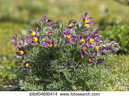 Common pasque flower (Pulsatilla vulgaris), North Rhine-Westphalia, Germany, Europe View Large Photo Image Picture - Common pasque flower (Pulsatilla vulgaris), North Rhine-Westphalia, Germany, Europe. Fotosearch