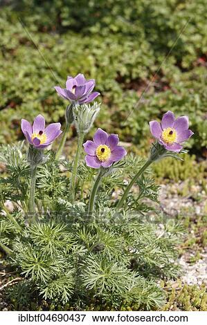 Common pasque flower (Pulsatilla vulgaris), several flowers, North Rhine-Westphalia, Germany, Europe View Large Photo Image Stock Photo - Common pasque flower (Pulsatilla vulgaris), several flowers, North Rhine-Westphalia, Germany, Europe. Fotosearch