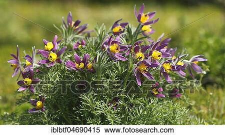 Common pasque flower (Pulsatilla vulgaris), North Rhine-Westphalia, Germany, Europe View Large Photo Image Stock Photography - Common pasque flower (Pulsatilla vulgaris), North Rhine-Westphalia, Germany, Europe. Fotosearch