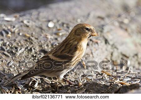Common redpoll (Carduelis flammea) at the feeding site, Bad Sooden-Allendorf, Hesse, Germany, Europe View Large Photo Image Stock Image - Common redpoll (Carduelis flammea) at the feeding site, Bad Sooden-Allendorf, Hesse, Germany, Europe. Fotosearch