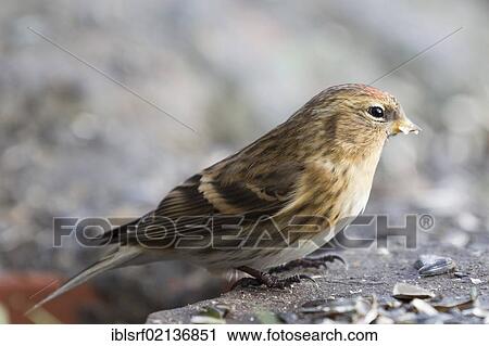Common redpoll (Carduelis flammea) at the feeding site, Bad Sooden-Allendorf, Hesse, Germany, Europe View Large Photo Image Stock Image - Common redpoll (Carduelis flammea) at the feeding site, Bad Sooden-Allendorf, Hesse, Germany, Europe. Fotosearch