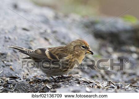 Common redpoll (Carduelis flammea) at the feeding site, Bad Sooden-Allendorf, Hesse, Germany, Europe View Large Photo Image Stock Photo - Common redpoll (Carduelis flammea) at the feeding site, Bad Sooden-Allendorf, Hesse, Germany, Europe. Fotosearch