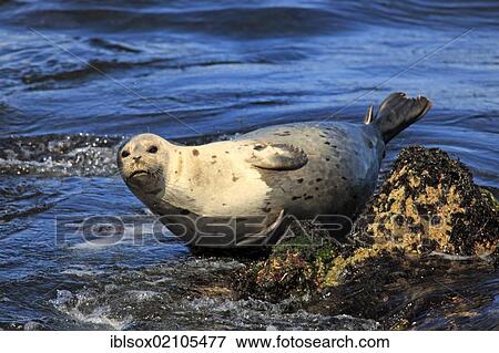 Common seal (Phoca vitulina), adult, on rocks, Monterey, California, USA, North America View Large Photo Image Stock Photo - Common seal (Phoca vitulina), adult, on rocks, Monterey, California, USA, North America. Fotosearch