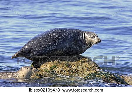 Stock Photo - Common seal (Phoca vitulina), adult, on rocks, Monterey, California, USA, North America. Fotosearch