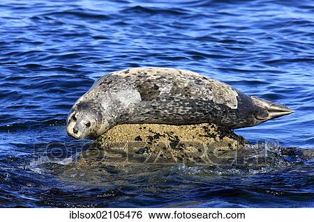 Stock Photograph - Common seal (Phoca vitulina), adult, on rocks, Monterey, California, USA, North America. Fotosearch