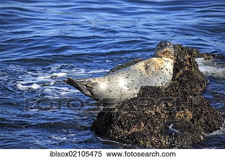 Stock Photography - Common seal (Phoca vitulina), adult, on rocks, Monterey, California, USA, North America. Fotosearch