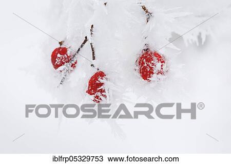 Stock Image - Common snowball with hoarfrost, Switzerland, Viburnum opulus, Europe. Fotosearch
