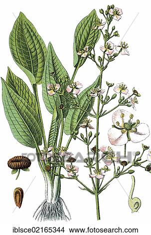 Common Water-plantain (Alisma plantago-aquatica), medicinal plant, useful plant, chromolithograph, circa 1790 View Large Photo Image Picture - Common Water-plantain (Alisma plantago-aquatica), medicinal plant, useful plant, chromolithograph, circa 1790. Fotosearch