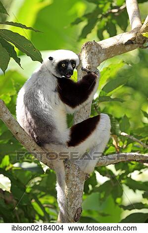 Picture - Coquerel's Sifaka or Crowned Sifaka (Propithecus coquereli), Madagascar, Africa. Fotosearch