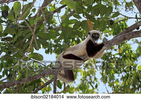 Coquerel's Sifaka or Crowned Sifaka (Propithecus coquereli), Madagascar, Africa View Large Photo Image Picture - Coquerel's Sifaka or Crowned Sifaka (Propithecus coquereli), Madagascar, Africa. Fotosearch