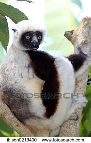 Coquerel's Sifaka or Crowned Sifaka (Propithecus coquereli), Madagascar, Africa View Large Photo Image Stock Image - Coquerel's Sifaka or Crowned Sifaka (Propithecus coquereli), Madagascar, Africa. Fotosearch