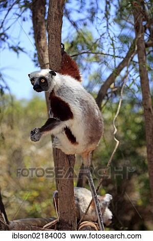 Coquerel's Sifaka or Crowned Sifaka (Propithecus coquereli), Madagascar, Africa View Large Photo Image Stock Image - Coquerel's Sifaka or Crowned Sifaka (Propithecus coquereli), Madagascar, Africa. Fotosearch