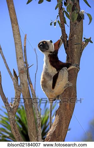 Coquerel's Sifaka or Crowned Sifaka (Propithecus coquereli), Madagascar, Africa View Large Photo Image Stock Photo - Coquerel's Sifaka or Crowned Sifaka (Propithecus coquereli), Madagascar, Africa. Fotosearch