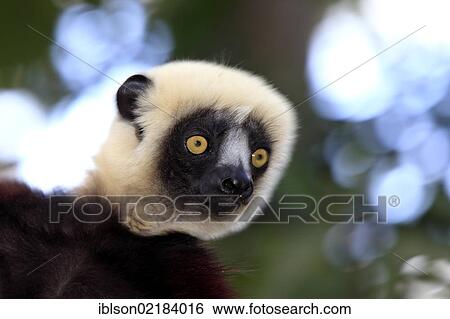 Stock Photograph - Coquerel's Sifaka or Crowned Sifaka (Propithecus coquereli), portrait, Madagascar, Africa. Fotosearch